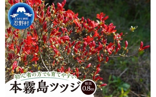 yRE쑺zA؁@{ccWiԁj@0.8