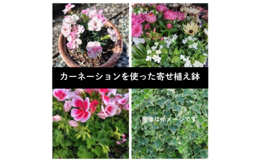 yRszJ[l[Vg񂹐AuLy1625251z