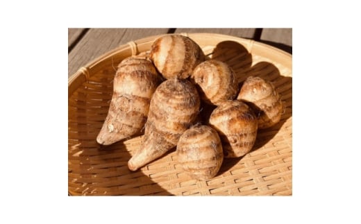 y{xcюszGIxcт̊CV̑ 5kg×1y1677519z