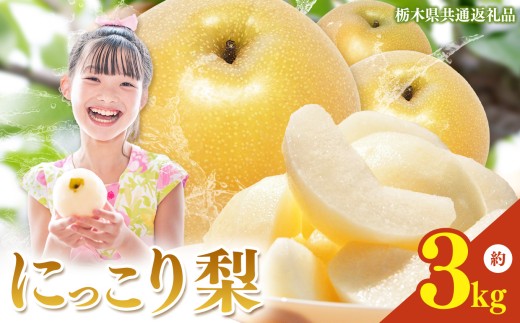 yȖ،^szȖ،Y  ɂ 3kg y2026Ns\z| jbR Ȃ iV n ʕ t[c v[g J    W[V[   Ȗ،Y Ȗ،