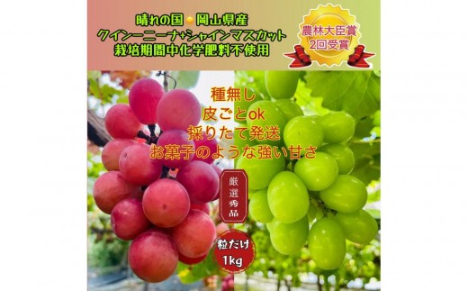 yRRszԂǂ 2026N NC[j[i VC}XJbg I Gi  1kg _ёb܎ R Y ʕ t[c VC }XJbg 2026N8{甭