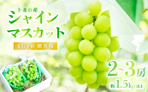 2026年 先行予約 】 贈答用 シャインマスカット 2～3房 約1.5kg以上