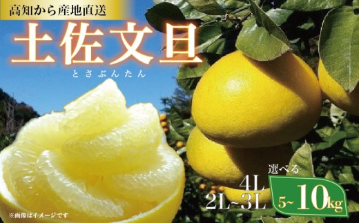 文旦2種セット　16キロ 訳あり 文旦 大玉限定 土佐文旦 4L 3L 混合 10kg 高知県産 ぶんたん
