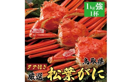 y挧khz756.y{Cz2025N11  tɁyuh^Otz1kg̑傫TCY H׉ 1t