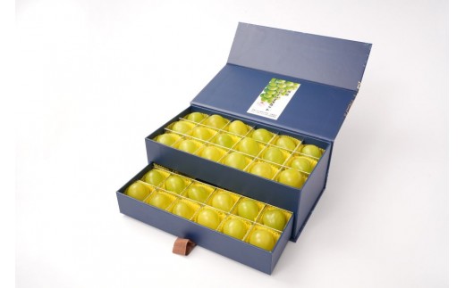 yRRszԂǂ 2026N  VC }XJbg 嗱̂ 36 idvdkanw Mtg 蕨 R Y ʕ t[c VC }XJbg