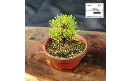 yQlszԐ΂̐ ԐΌܗtiAj F-132