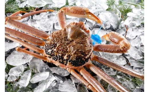 yɌLszԁEʌ ^Ot ËRY tKj 1t /  700g`800g / VN t tI YCKj 킢  Jj I ① CN  O Ɍ Ls Ë