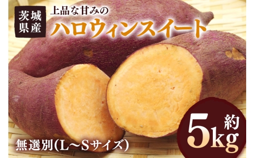 y錧sz܂ nEBXC[g 5kg I(L`STCY) 錧Y J{`  Ă َq nEB R̊Â XC[c  Tc}C 錧 s (A52-005)