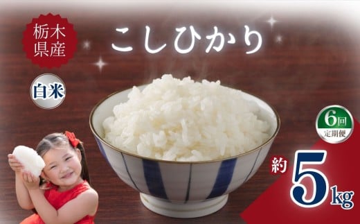 yȖ،szy6zȖ،YЂ 5kg |      ӂ邳 Ȗ، s yȖ،ʕԗiz uh