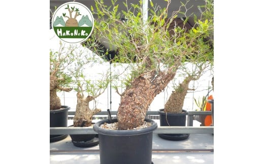 ytPYszIyNJAEpLvXu򍪐Ảlv(Ǘ) Z6bϗtA R[fbNX ~ A CeA nRlR [0592]