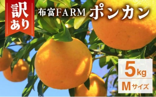 ymmzys\z󂠂|J@MTCY@5kg