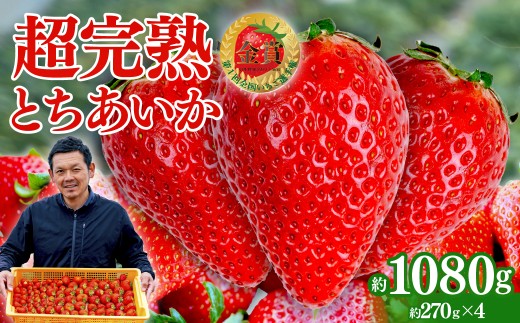 yȖ،ΖؒzystF3ȍ~z uΖ؊nv@y_̒̂ Ƃ M[TCY 270g × 4pbN v 1080g |  C`S  Ƃ n