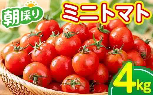 yؖsẑ ~jg}g 4kgIÂƎ_̃oX Y VN T_ ٓ \[X }l AGRICIAyA-1934Hz