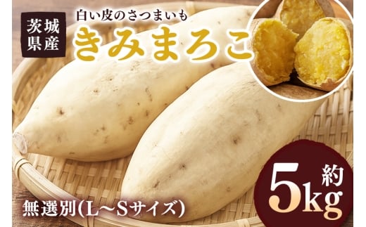 y錧sz܂ ݂܂낱 5kg I(L`STCY) 錧Y  g F ܂₩  Ă َq ̂܂ R̊Â XC[c  Tc}C 錧