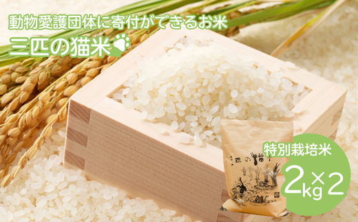 yʌ{szOC̔L/یɌg/ʍ͔| 2kg×2