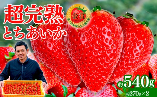 yȖ،ΖؒzystF1{ȍ~z uΖ؊nv@y_̒̂ Ƃ M[TCY 270g × 2pbN v 540g |  C`S  Ƃ