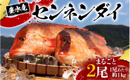 yszE5-7701^Zl_C ۂ 2iȂE11kgj