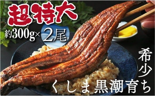 y{茧ԎszOTUCT-2yʌz傭܂̍ȂĂQiv600gOjycXz