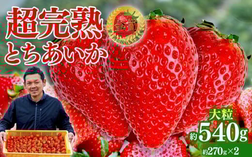 yȖ،ΖؒzystF2ȍ~z uΖ؊nv@y_̒̂ Ƃ 嗱 270g × 2pbN v 540g |  C`S  Ƃ n ʕ t[