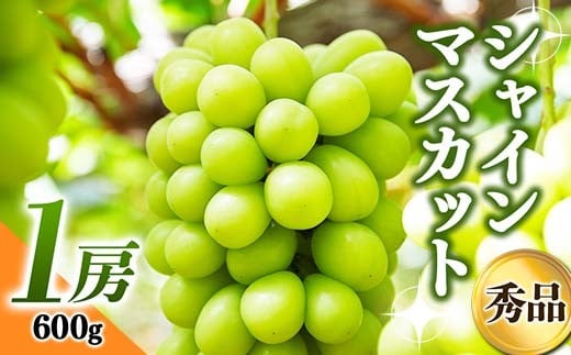 yR`zss\ 2026Nt`ĤJ`VC}XJbg1[i600gj  }XJbg Ԃǂ uhE  fU[g t[c ʕ  ʎ Hi R` FSY-0175