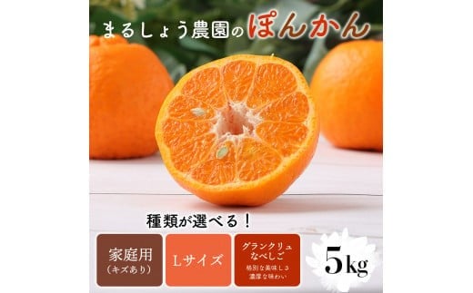 ymmzyނIׂzs\ ۂ񂩂 5kg@MS1-3 ON Ȃׂ Y mY A L IW ʕ t[c Â _ W[V[ ~J  m l 