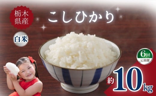 yȖ،szy6zȖ،YЂ 10kg |      ӂ邳 Ȗ، s yȖ،ʕԗiz uh