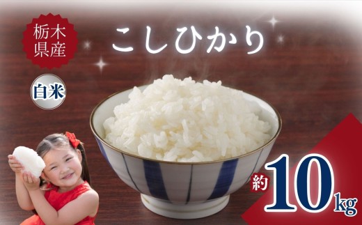 yȖ،szȖ،YЂ 10kg |      ӂ邳 Ȗ، s yȖ،ʕԗiz uh