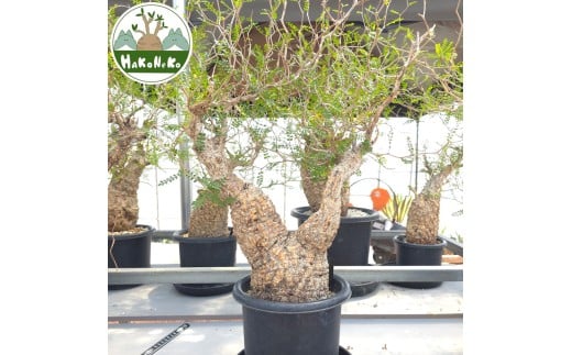 ytPYszIyNJAEpLvXu򍪐Ảlv(Ǘ) Z7bϗtA R[fbNX ~ A CeA nRlR [0593]