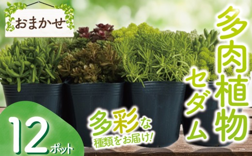 y_ސ쌧szZ_ ܂ 12|bgZbg  A ɂ傭Ԃ VNuc ^jN  O[ G CeA R DIY AN R[J[ybg XO[ 