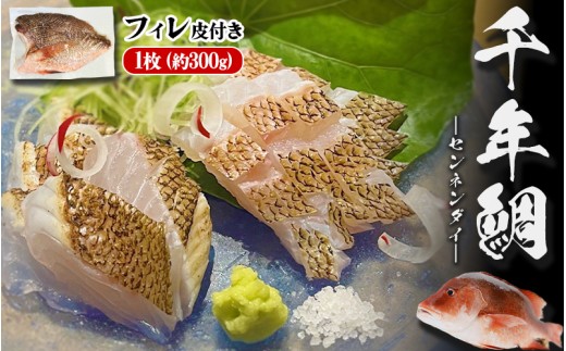 yszB2-7701^NG̐N tB  1i300gj