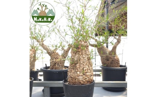 ytPYszIyNJAEpLvXu򍪐Ảlv(Ǘ) Z3bϗtA R[fbNX ~ A CeA nRlR [0589]