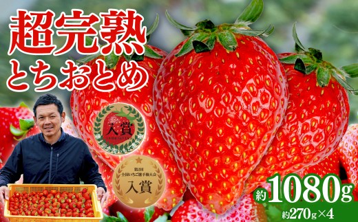 yȖ،ΖؒzystF1{ȍ~z uΖ؊nv@y_̒̂ ƂƂ M[TCY 270g×4pbN v 1080g |  C`S   ƂƂ