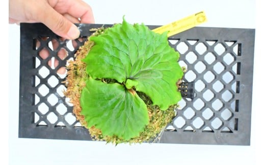 yꌧszrJNV_@}_KXJGZtiǊ|pj