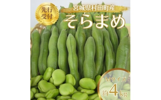 y{錧czst2026N܂ 4kg MTCY {錧cYy1451278z