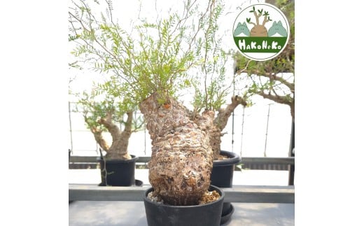 ytPYszIyNJAEpLvXu򍪐Ảlv(Ǘ) Z2bϗtA R[fbNX ~ A CeA nRlR [0588]