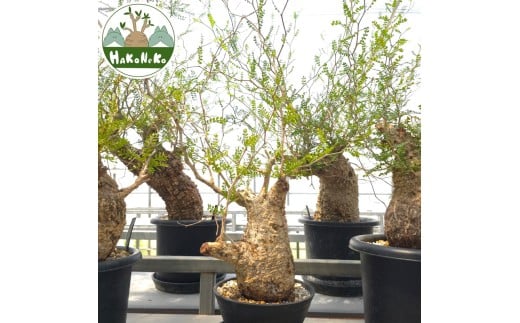 ytPYszIyNJAEpLvXu򍪐Ảlv(Ǘ) Z13bϗtA R[fbNX ~ A CeA nRlR [0599]