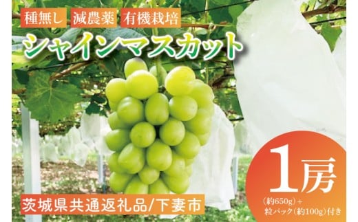 y錧szys\zy2026N8{JnzVC}XJbg1[i650gj{pbN100gty錧ʕԗiFȎsz t[c ʕ Ԃǂ Ȃ 嗱 