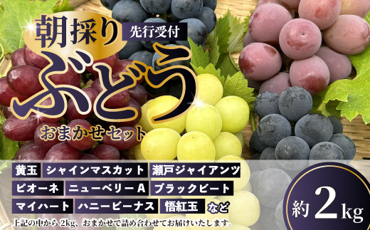 yLOszystzvac_̒̂ Ԃǂ lߍ킹 2kg  uhE Hה t[c ʕ 2026N͂ L Os 034008