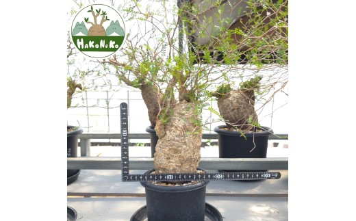 オペルクリカリア・パキプス「塊根植物の王様」(発根管理済) Z4｜観葉