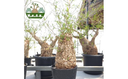 オペルクリカリア・パキプス「塊根植物の王様」(発根管理済) Z3｜観葉