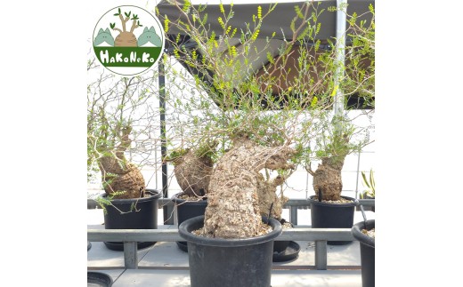 ★大株★ パキプス オペルクリカリア 塊根植物 盆栽 多肉植物 コーデックス 塊根植物 オペルクリカリア パキプス 4.5号ロング黒鉢(現品