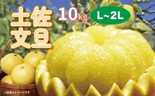 楽木工房 土佐 文旦 家庭用 10kg L 2L サイズ 土佐文旦 柑橘 みかん