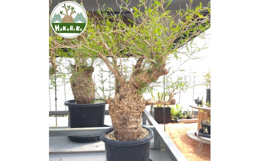 オペルクリカリアパキプス 発根済み 発根管理 塊根 コーデックス ベアルート オペルクリカリア・パキプス「塊根植物の王様」(発根管理済) Z8｜観葉