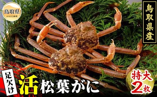 y挧zF24-065 挧Y@tɁi2jyԌz 挧  t YCKj