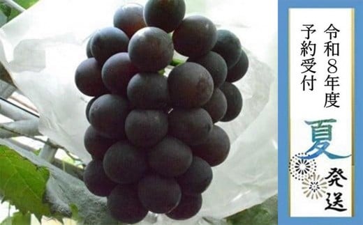 y{Lˎsz2026Nst8{yLˎsYzIO[XN[l750gȏ