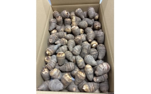 y{xcюszGIF؎擾Ƃ񂾂΂₵̊CV̑@1(5kg)y1433046z