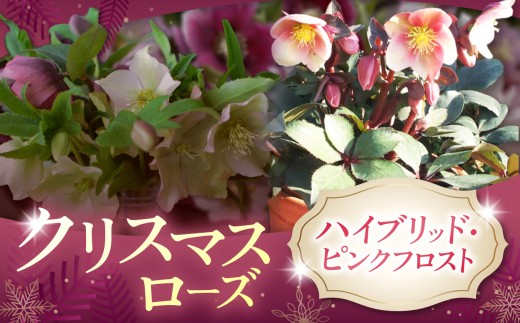 クリスマスローズ ・ハイブリッド・ピンクフロスト | 植物 花