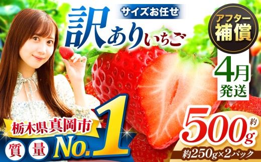 yȖ،^sz y4z󂠂 Ƃ TCY C 500g 2P  | 4  󂠂 َq fU[g | Y { ʕ t[c  C`S 2026N V[Y st Ȗ،