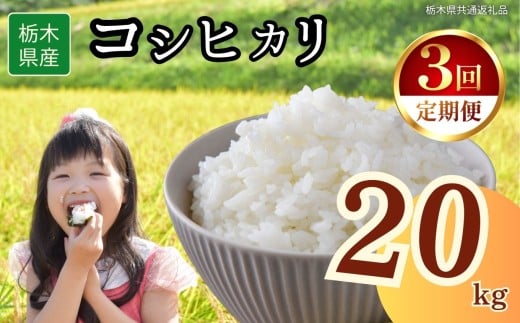 yȖ،szy3zȖ،YRVqJ 20kg | 2025N 2025N ߘa7N H  ͂   lC  | ɂ ނ ٓ  Ȗ،ʕԗi Ȗ،