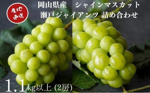 yRzI VC}XJbgE˃WCAc 2[ v1.1kgȏ l Yn ̂ Ԃǂ  Kawahara Green Farm RY 2026N ʕ t[c R̃uhE fU[g H